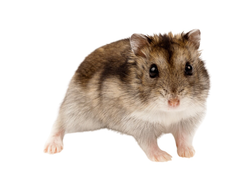 אוגר סיבירי