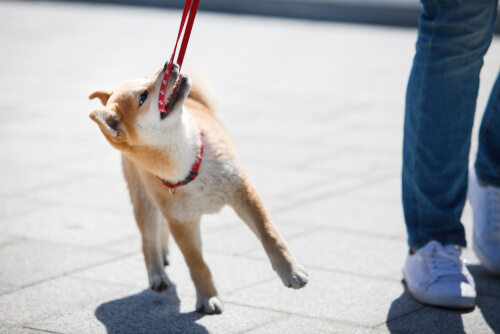 גור כלבים מנסה לכרסם את רצועת ההולכה שלו