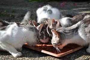 ��� ����� ���� �����?