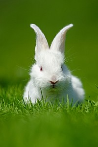 ����� ��������