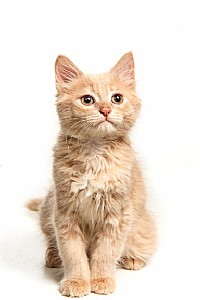 ����� �������